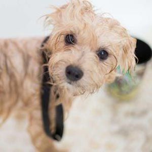 A small, wet, light-brown dog with a black collar looks toward the camera while standing in a bathtub.