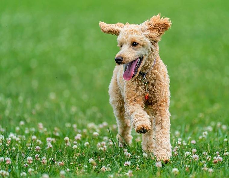 A curly, light brown poodle mix runs happily through a grassy field dotted with small white flowers.
