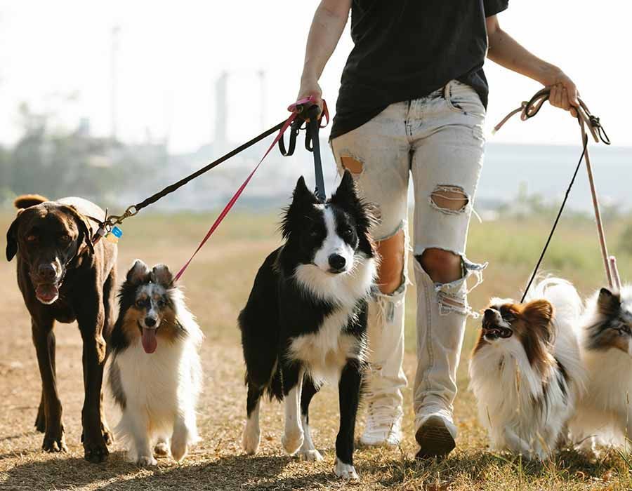 A person walks five dogs of various breeds on leashes through a grassy field.