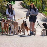 Two people walking a group of dogs of various breeds and sizes along a paved path in a wooded area.