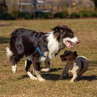 Two dogs running together on grass, a black-and-white Border Collie and a small tan dog in a vest
