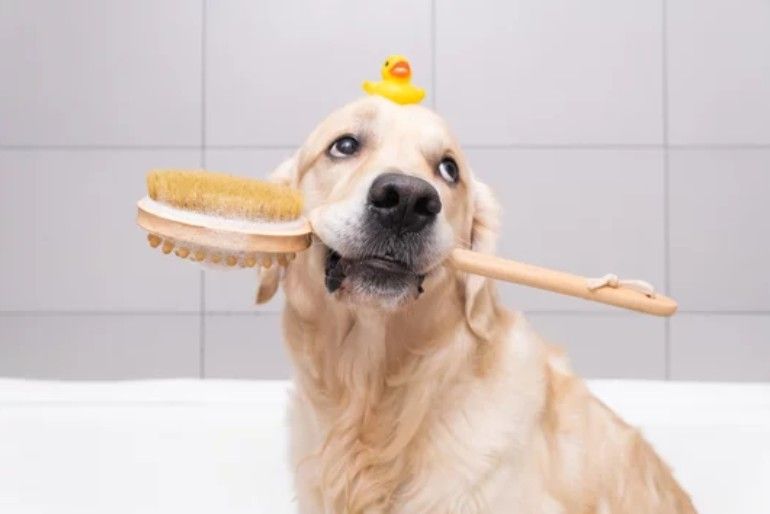 A person's hands lather a small dog with soap suds during a bath.