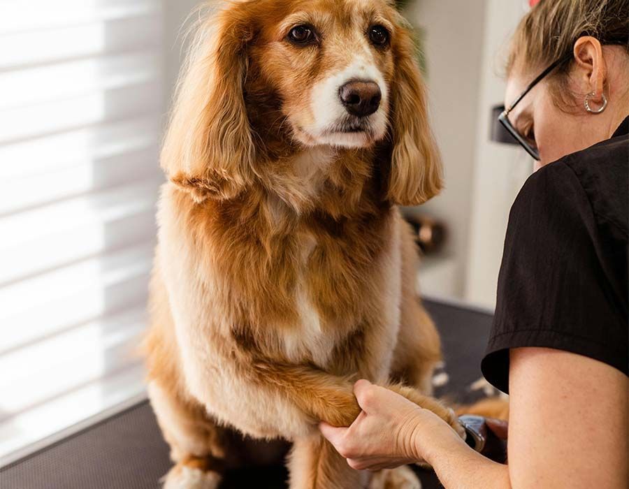 A professional groomer holds the paw of a golden-brown spaniel while grooming the dog on a table near a window.
