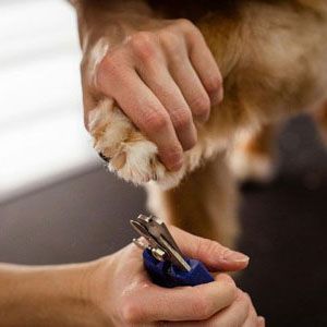A person holds a dog's paw steady while preparing to trim its nails with blue-handled clippers.