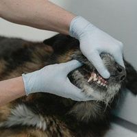 A veterinarian in blue gloves examines a dog's teeth by gently lifting its lips.