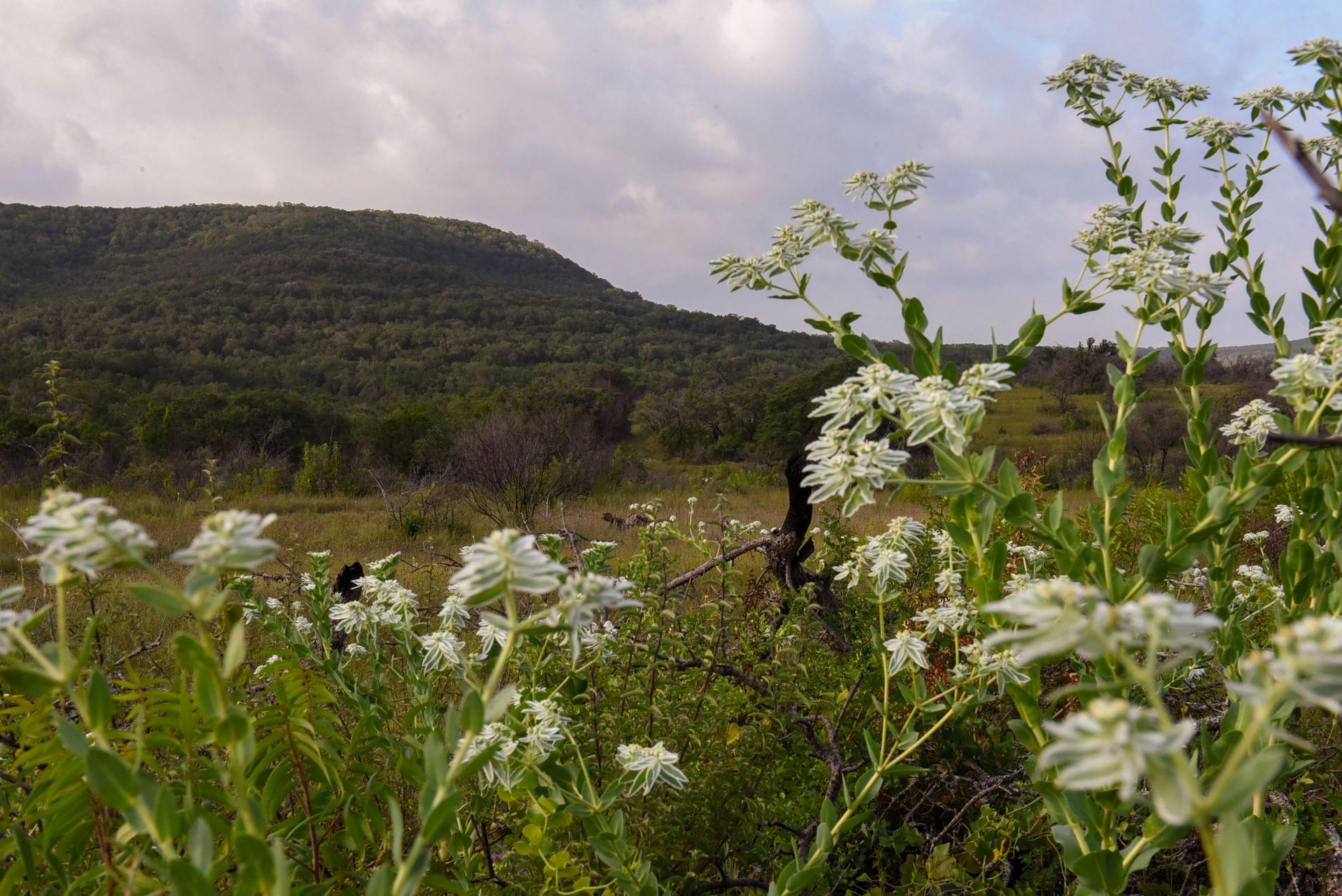 Native plant: Snow on the Mountain against Balcones Canyonlands
