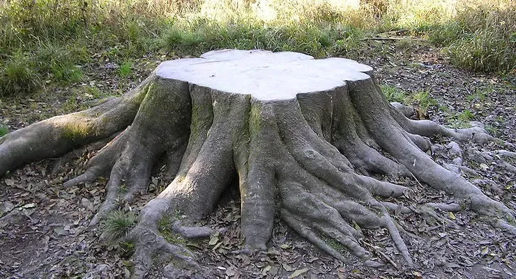 Tree stump with exposed roots in a grassy outdoor area