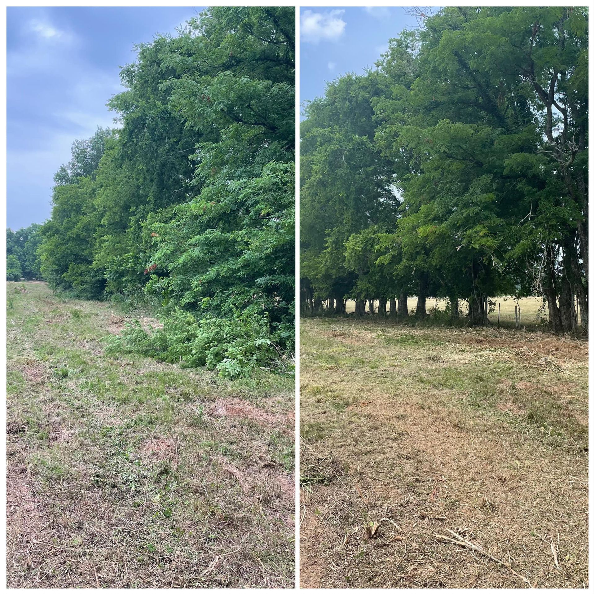 Side-by-side photos of a grassy field beside dense green trees under a cloudy sky