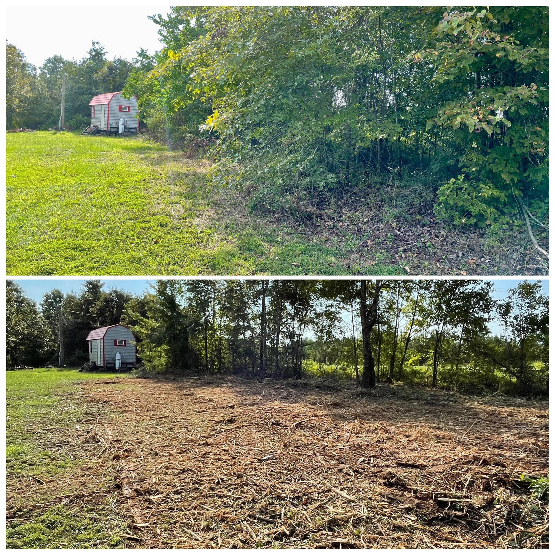 Before-and-after yard clearing: overgrown grass replaced by a mulched, open lot beside trees and a small shed.