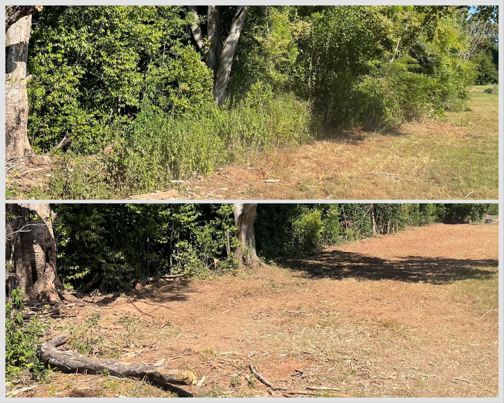 Two-panel view of a wooded area, showing green trees and shrubs beside a dry, brown clearing.