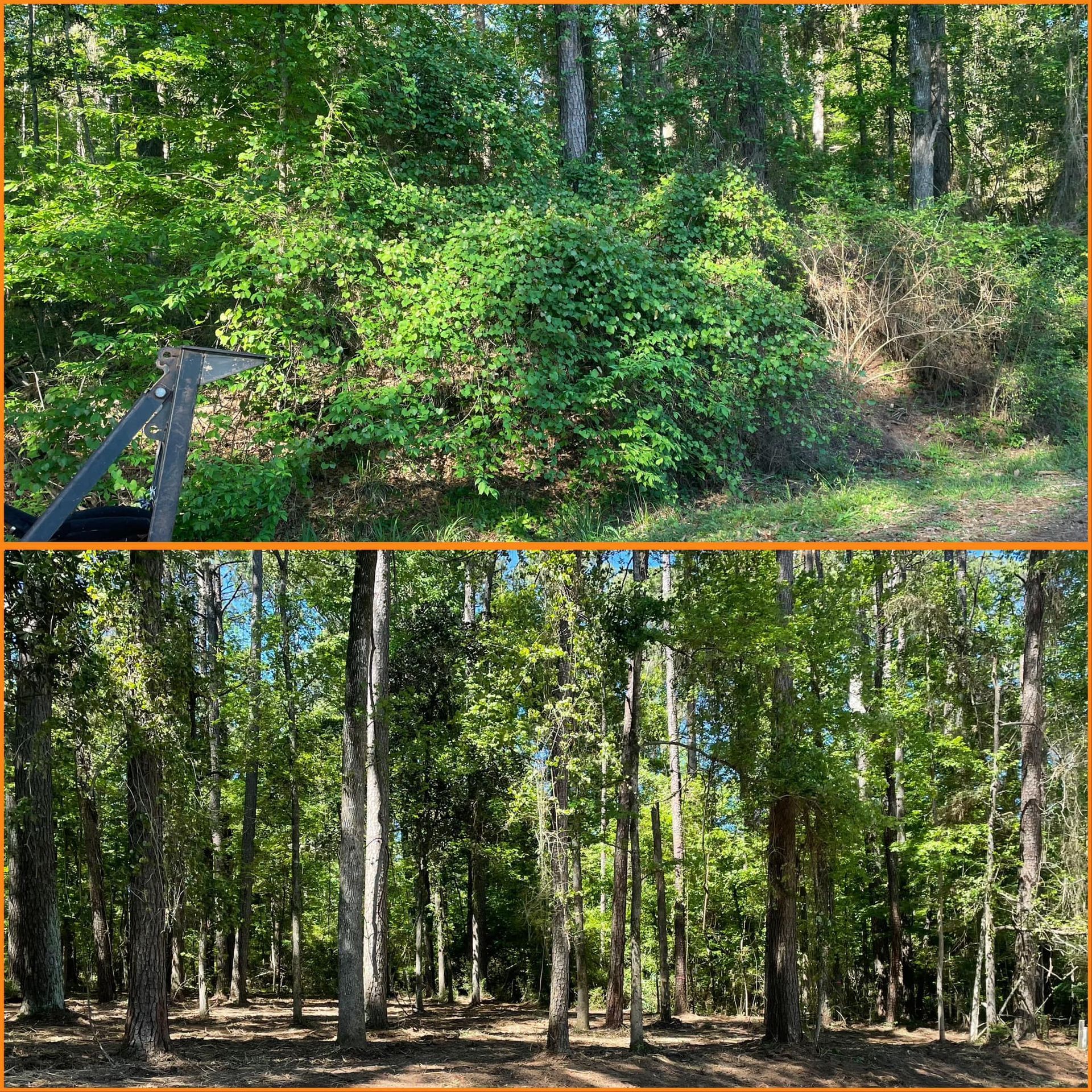 Split view of a wooded area: dense green brush above, tall trees with a dirt clearing below
