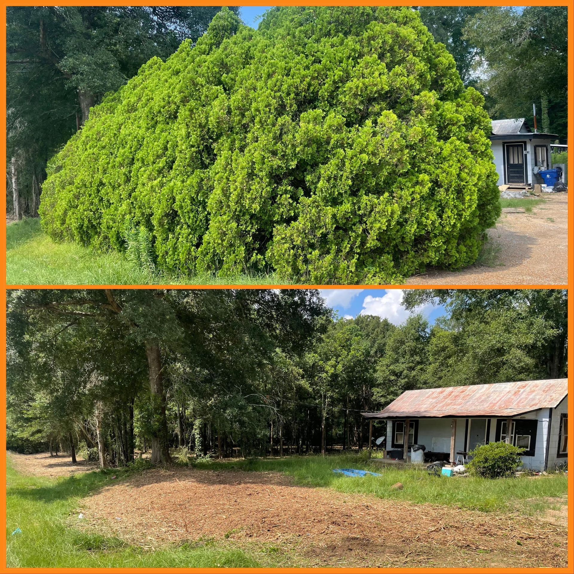 A large round green shrub beside a small house and yard, shown in two stacked landscape views.