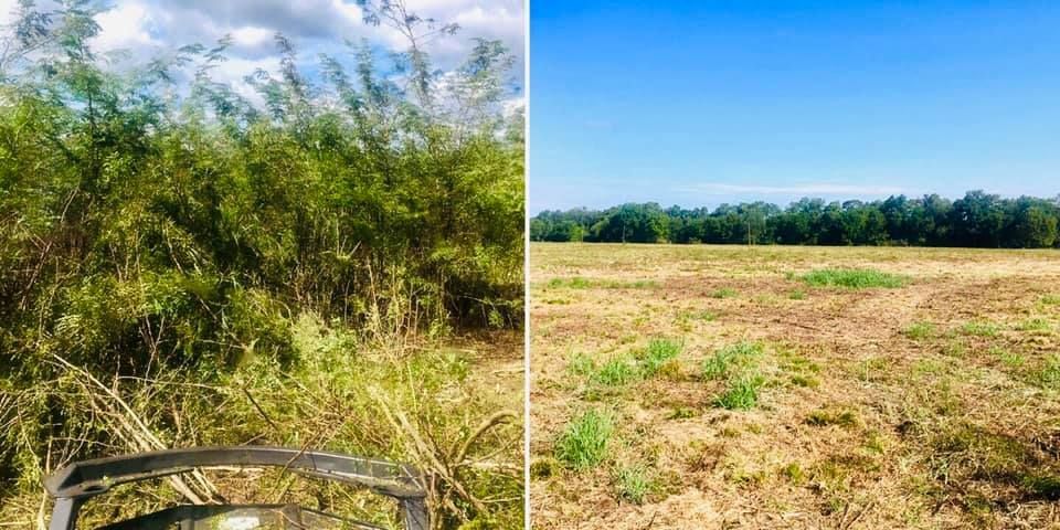 Dry field beside dense green shrubs under a blue sky, shown in a split view.