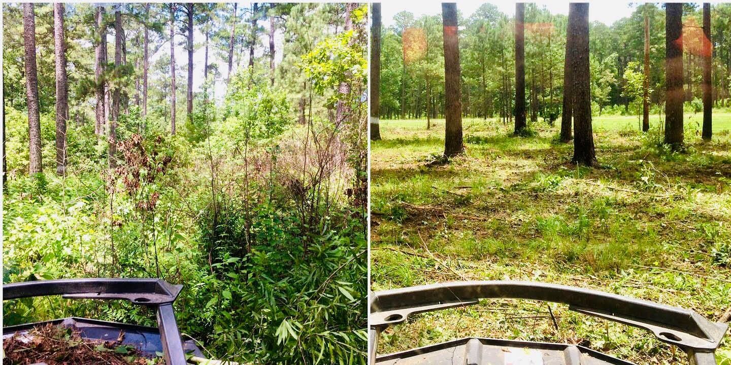 Split-view of a sunny pine forest with grassy ground and a wooden bench in the foreground