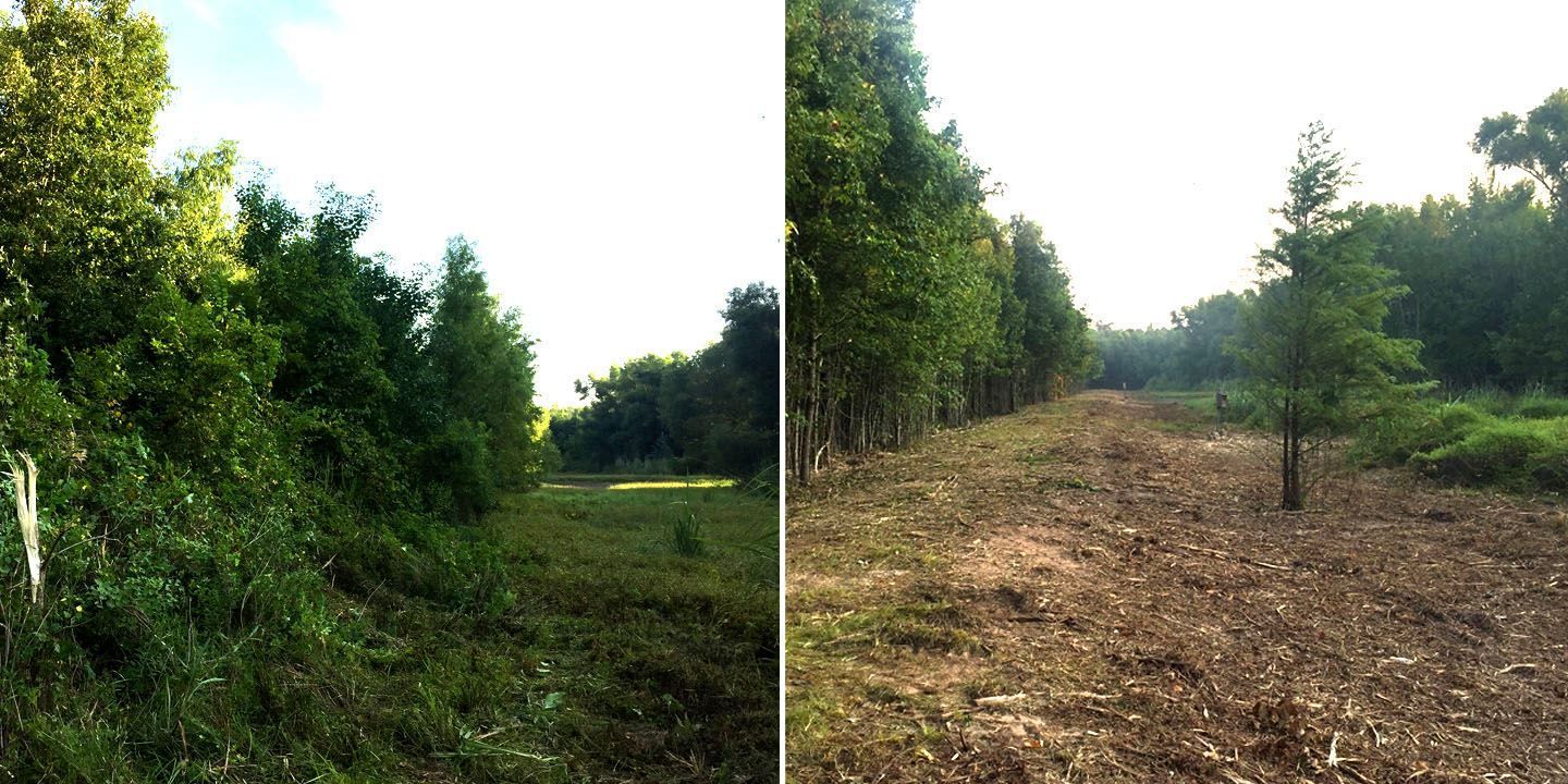 Split view of a green wooded path before and after clearing, showing dense trees beside a bare dirt trail