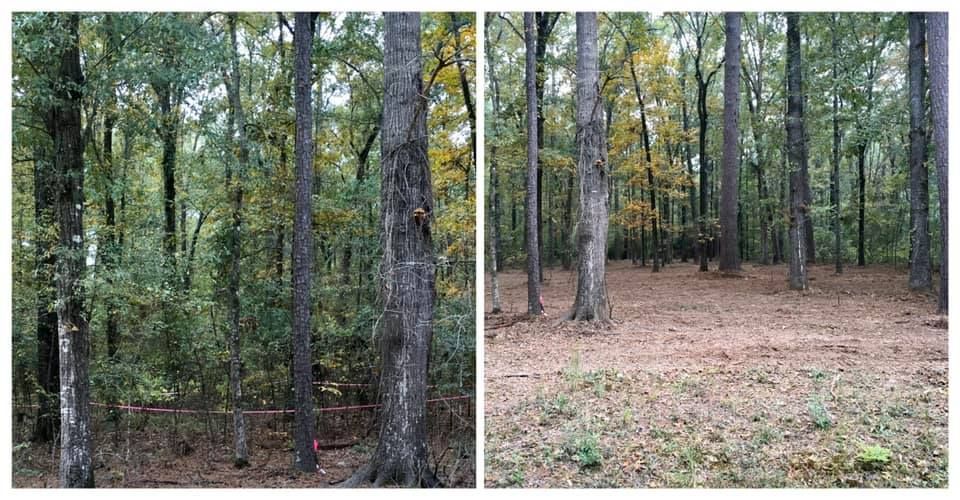 Split view of a wooded forest with tall trees and leaf-covered ground.