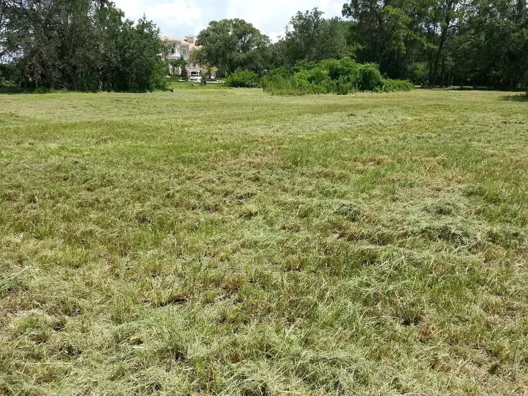 Recently mowed grassy field with trees and houses in the distance