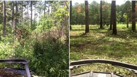 Split view of a wooded clearing with tall pines, seen from a vehicle dashboard.