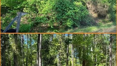 Dense green forest with a metal structure at left and a wooded scene below, divided by a thin orange line