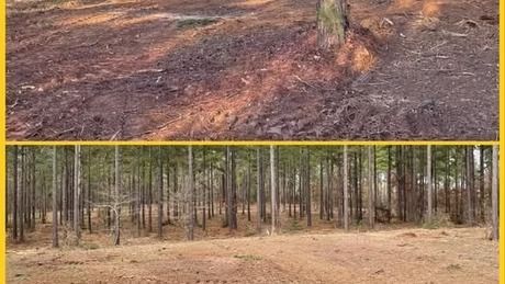 Split view of a forest floor scorched by fire above and a standing pine forest below
