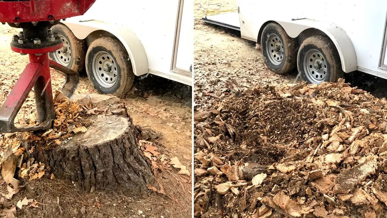 Stump grinder removing a tree stump beside a white trailer, with wood chips scattered on the ground.