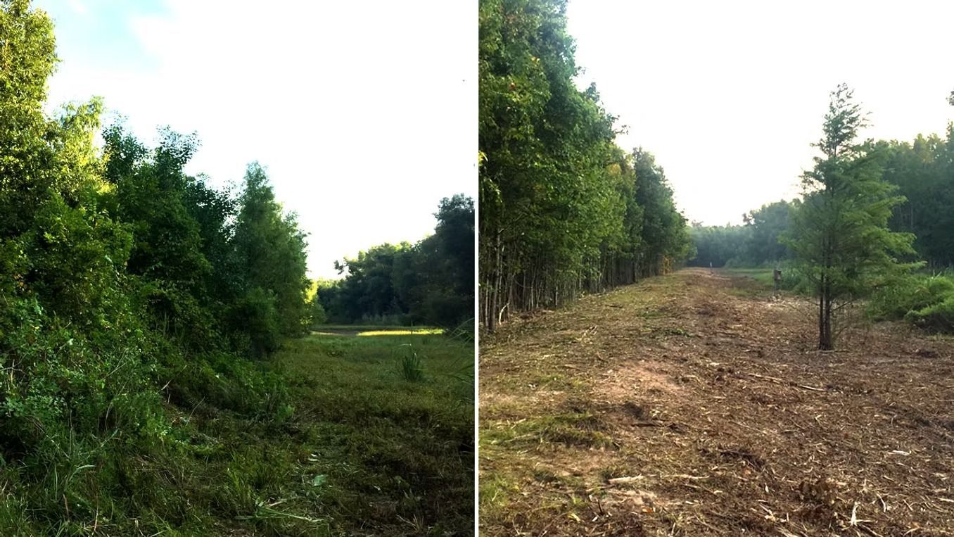 Side-by-side view of a green forest path and the same area cleared with cut brush