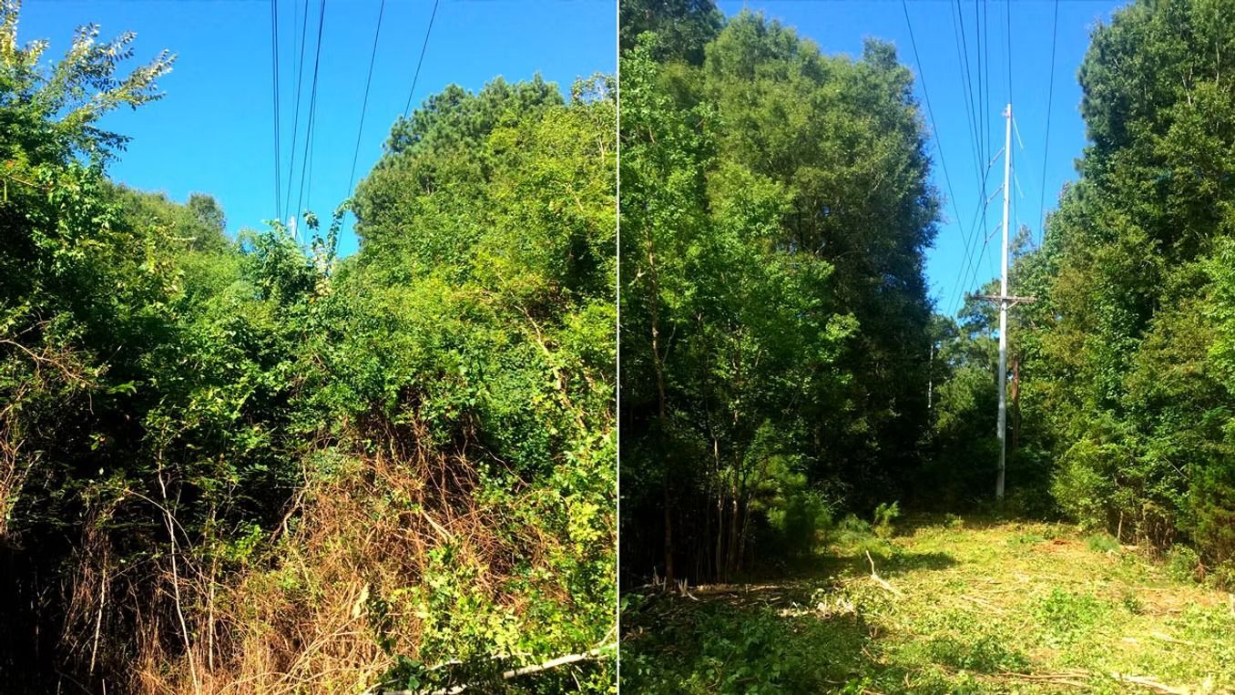 Dense green trees and shrubs along a narrow dirt path under a bright blue sky