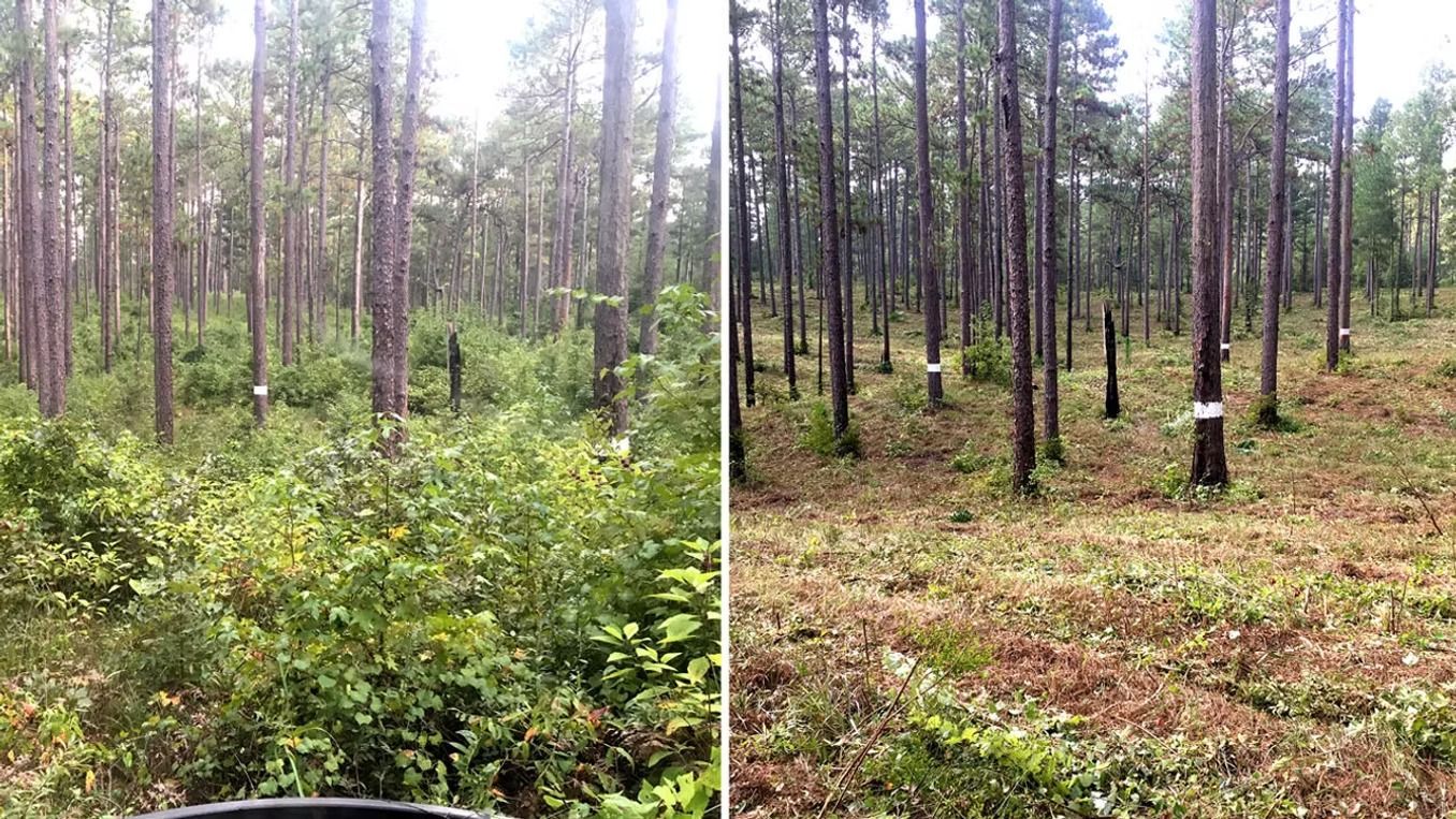 Split view of a pine forest: dense green undergrowth on the left, cleared ground with tall trees on the right