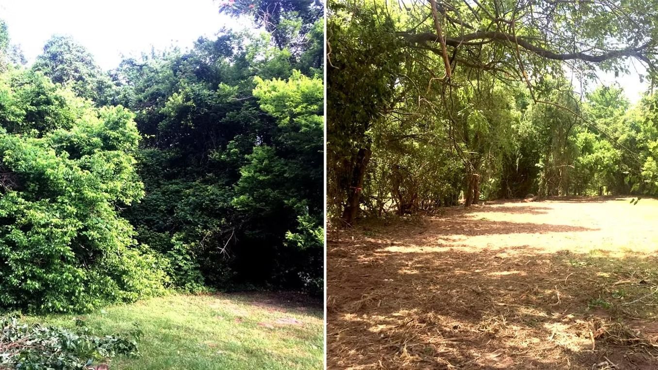 Side-by-side view of dense green woodland and a sunlit dirt clearing under trees