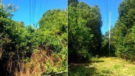 Dense green forest with a grassy dirt path under a bright blue sky