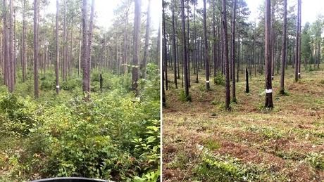 Forest clearing with tall pine trees, green undergrowth on the left, and a sparse, grassy area on the right.
