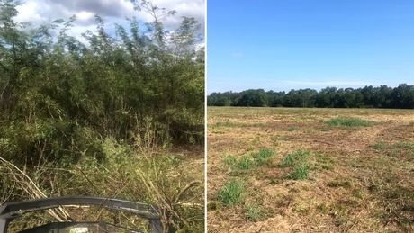 Split view of overgrown brush and a cleared field under a blue sky