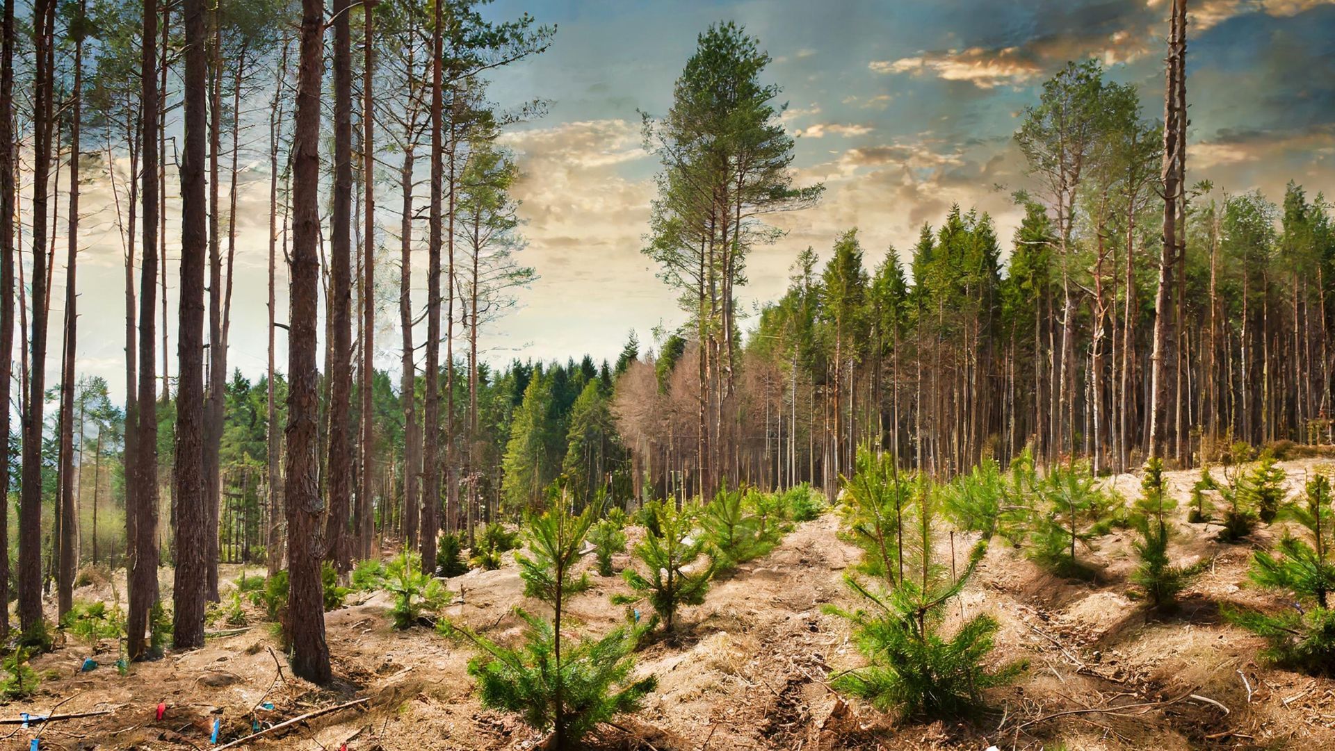 Sparse pine forest with young saplings and tall trees under a cloudy sky