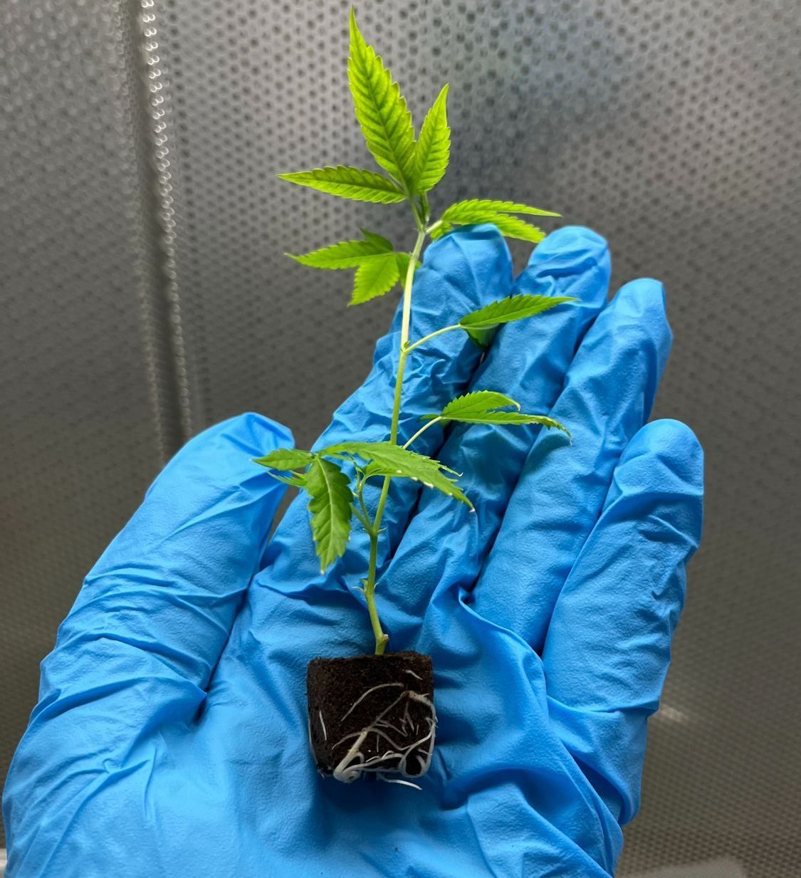 CLONES & RTF'S 1