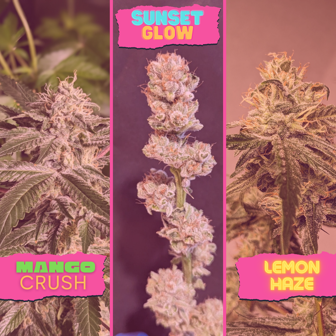 REMIX  - Klonetics Plant Sciences 4