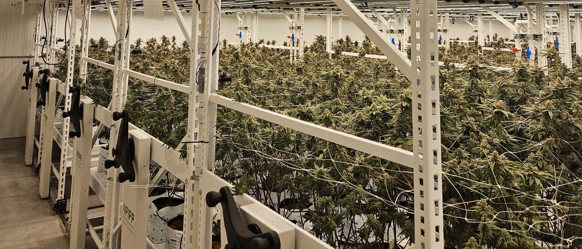 Cannabis Tissue Culture Services