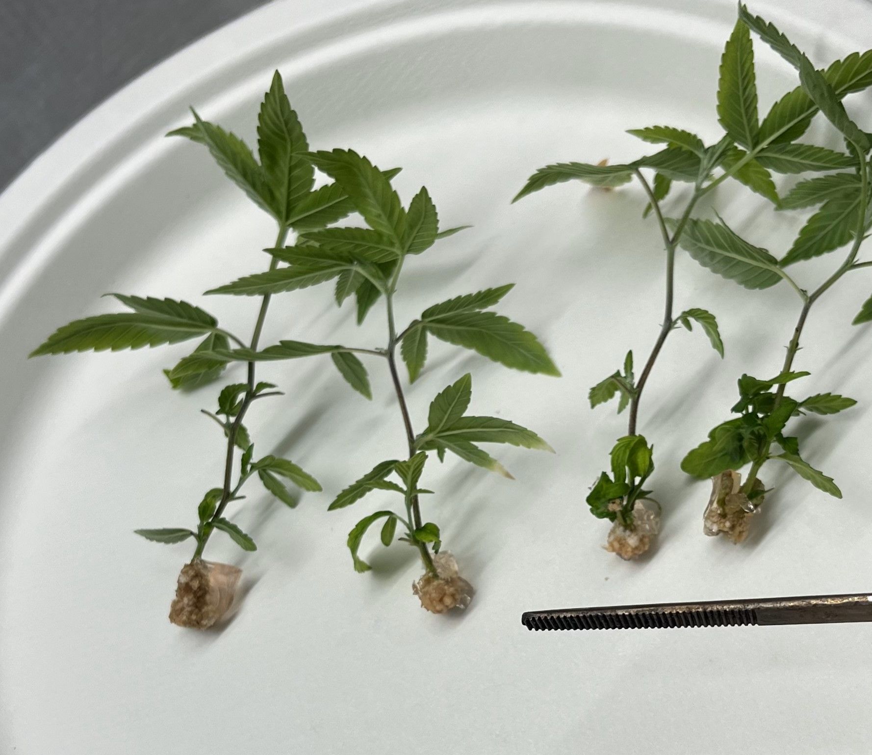 CLONES & RTF'S3