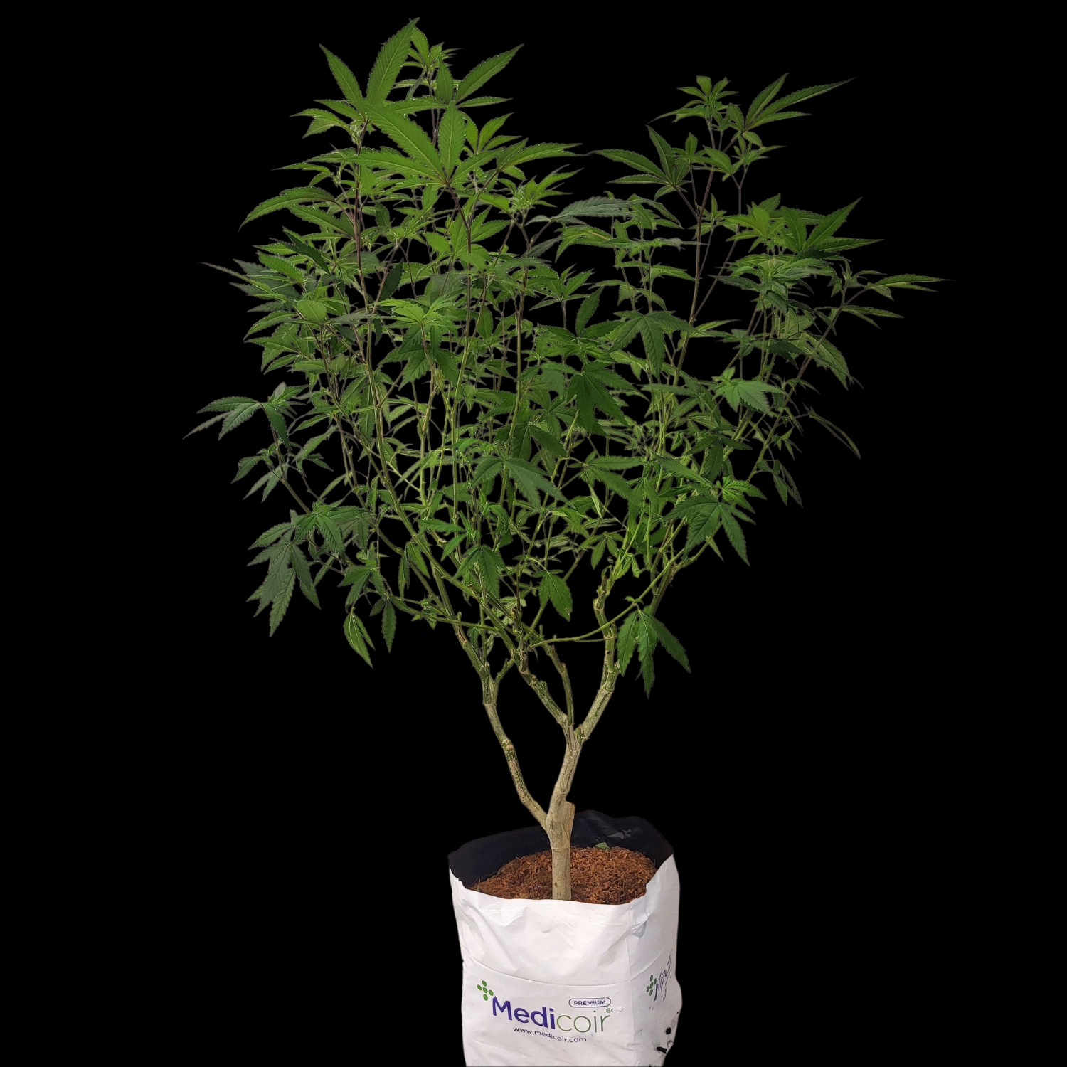 Cloning Cannabis Mother Plant: A Step-by-Step Guide