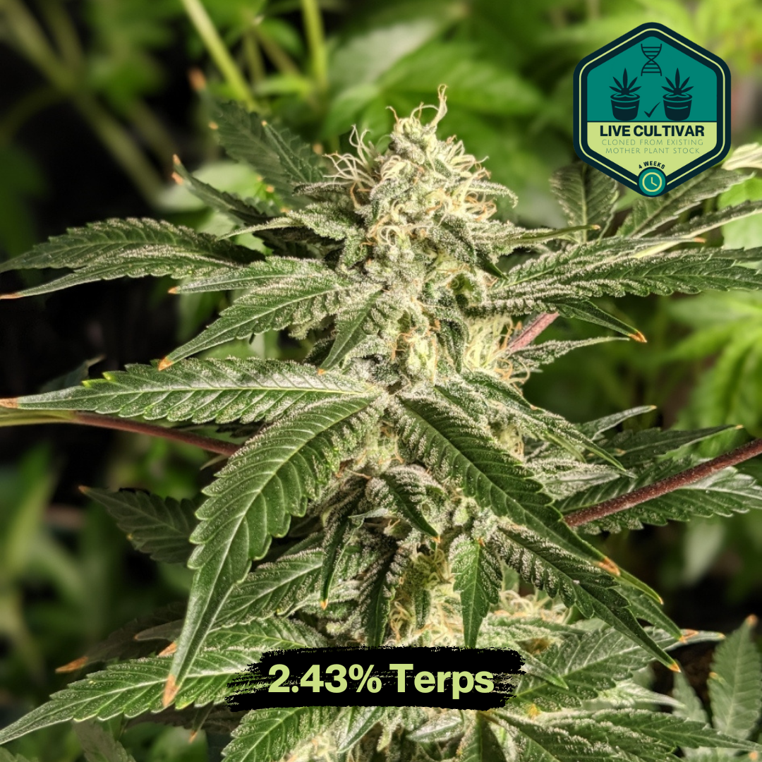 Mango Crush Strain - Klonetics Plant Sciences