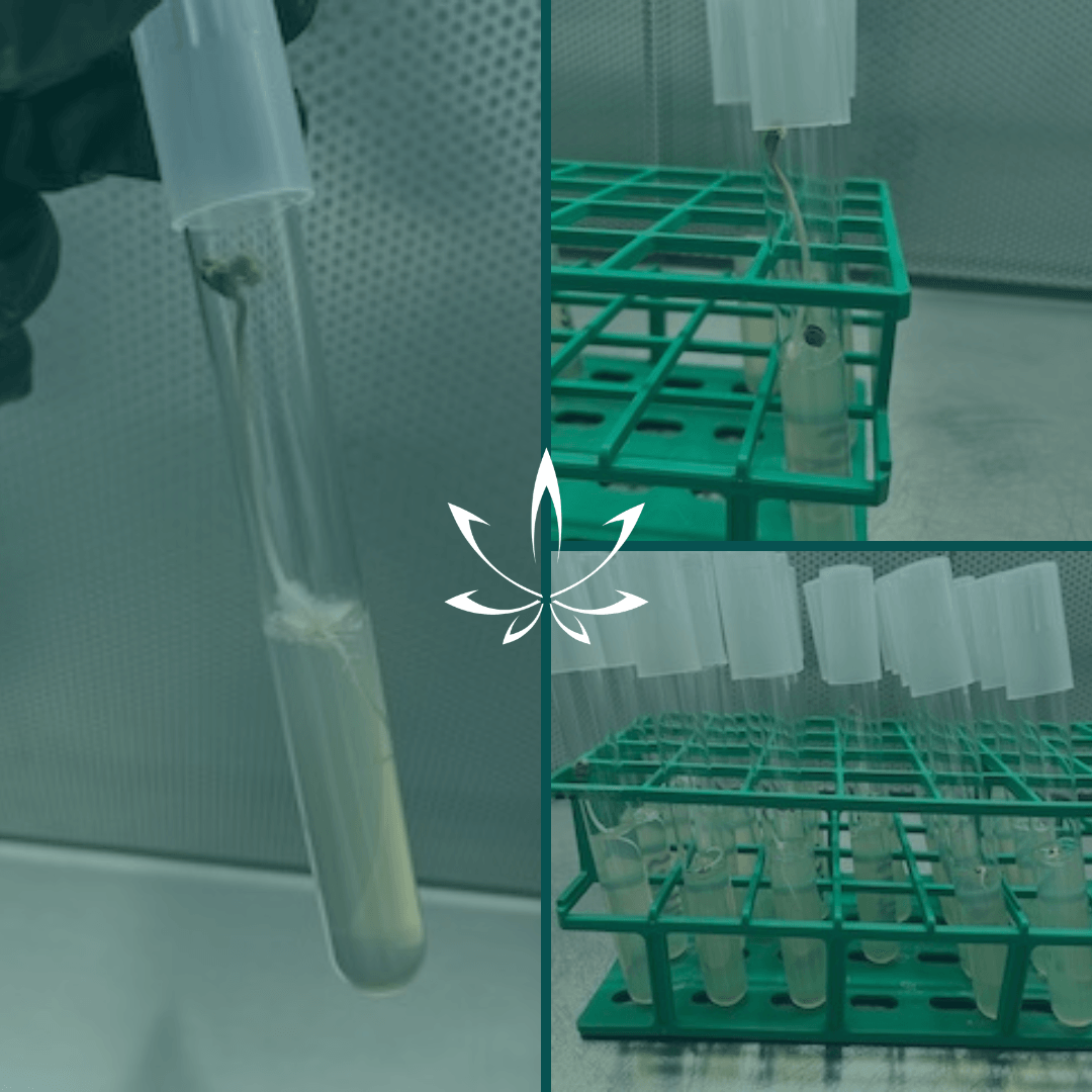 In-House Pheno Hunt  - Klonetics Plant Sciences