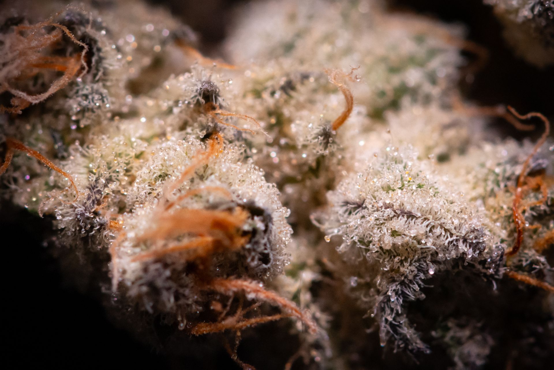 Klonetics Plant Sciences #15