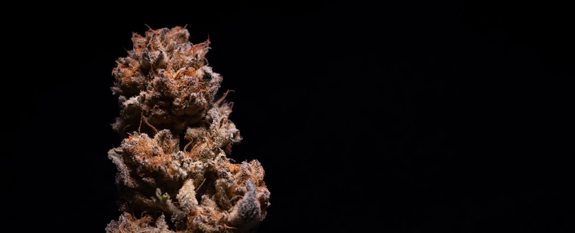 Advanced Cannabis Clone Propagation