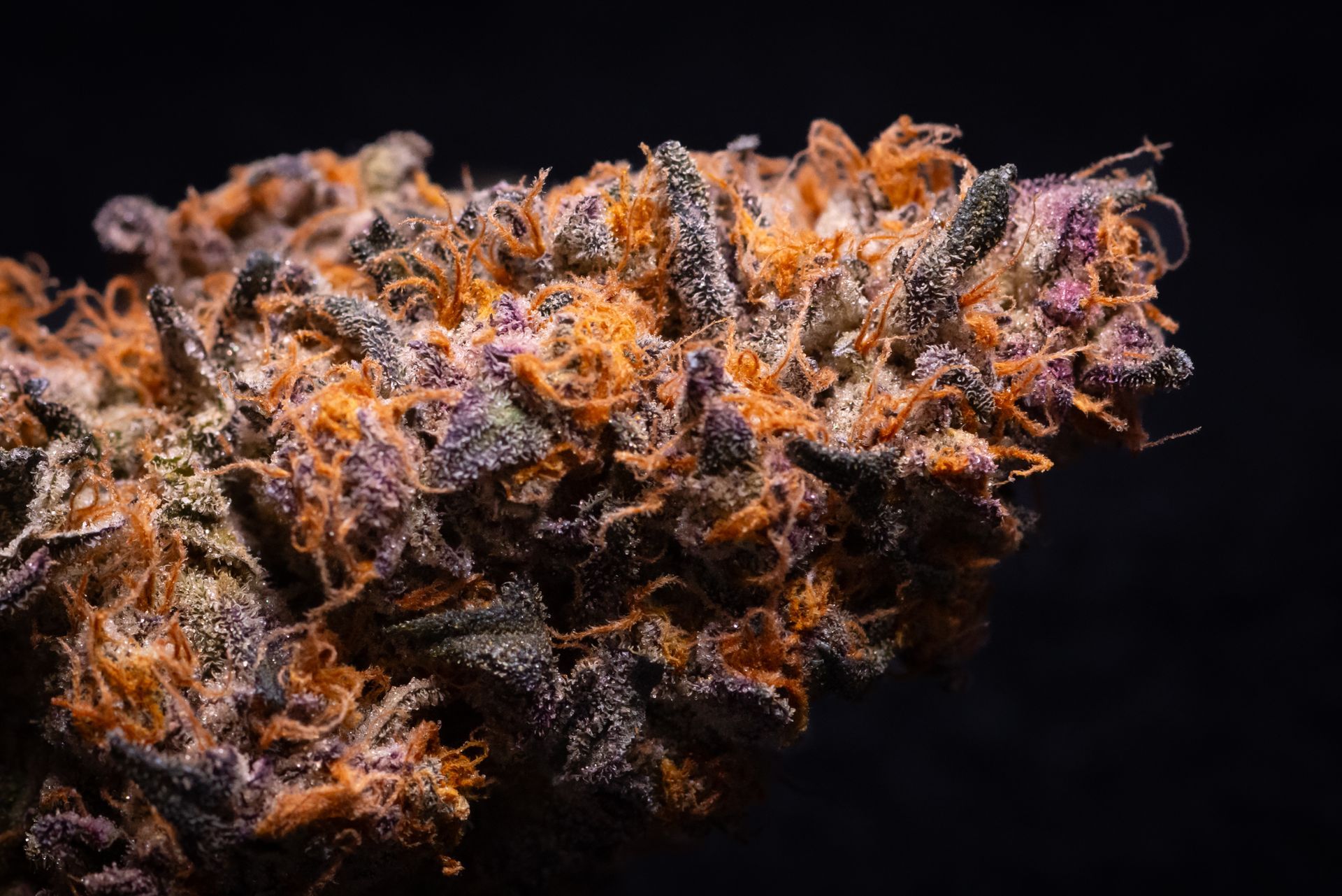 Klonetics cultivar catalog - Klonetics Plant Sciences 4