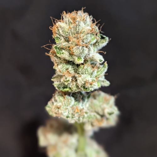 REMIX  - Klonetics Plant Sciences 2