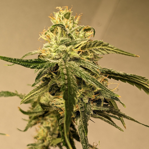 REMIX  - Klonetics Plant Sciences