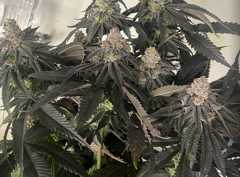 Animal Tsunami Strain - Klonetics Plant Sciences