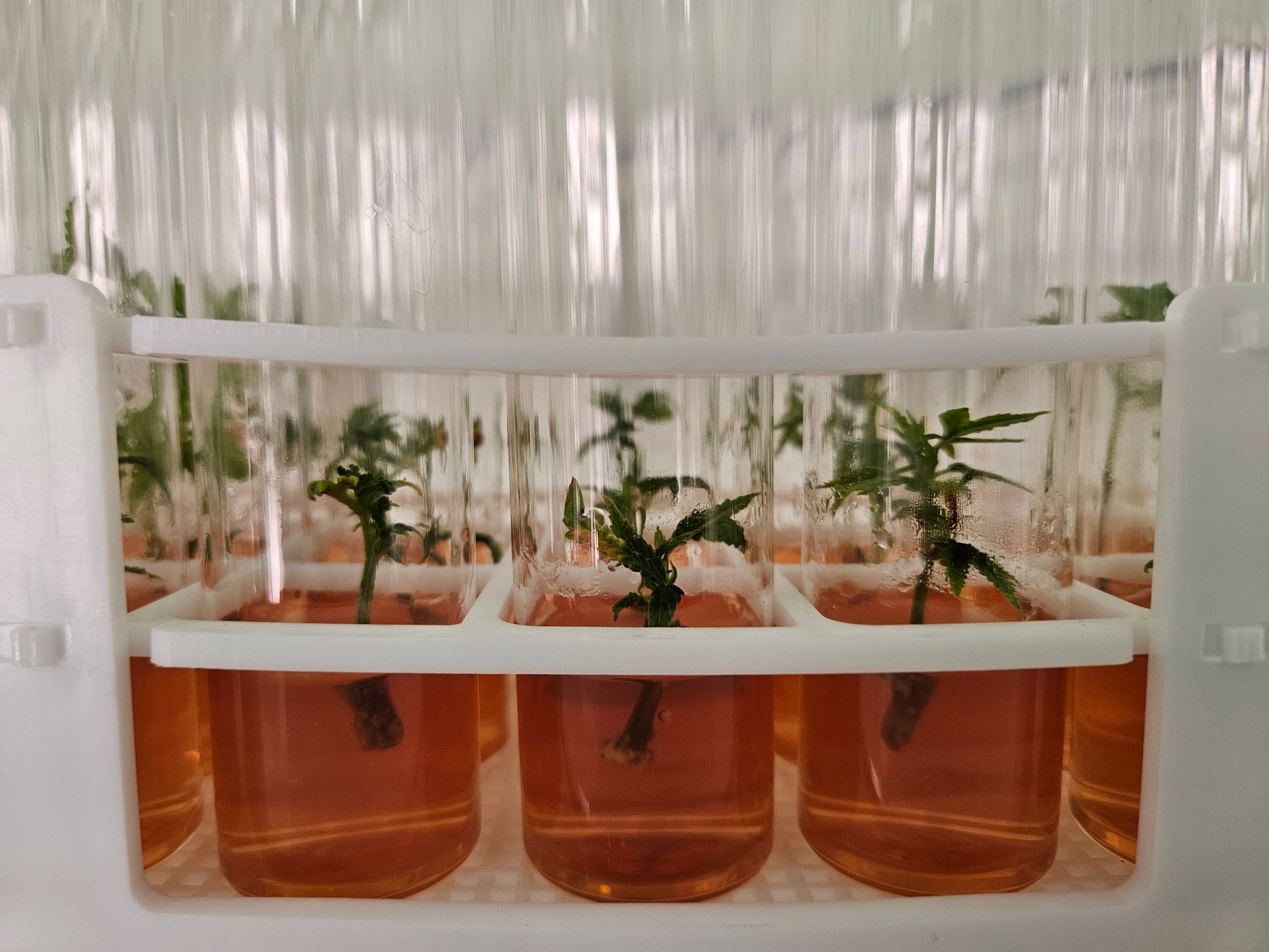 Genetic Stability in Cannabis Plants: Growing Guide