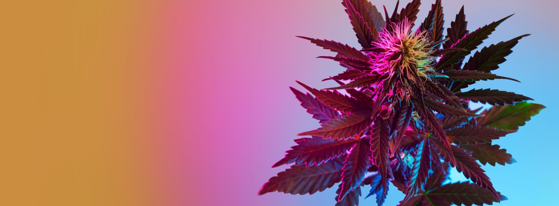 Klonetics Plant Sciences #18