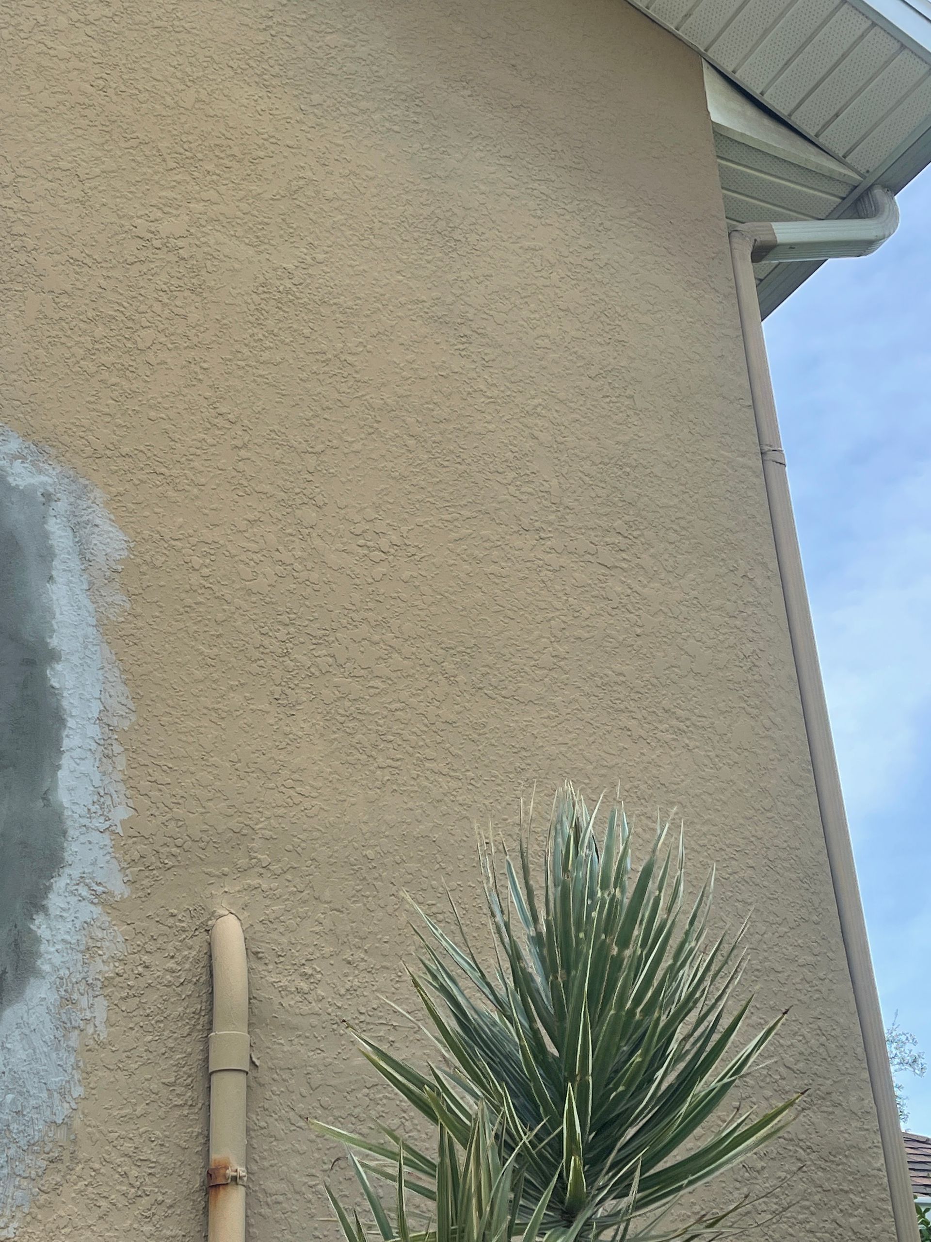 Tan stucco house wall with a small spiky green plant at the bottom and blue sky at right