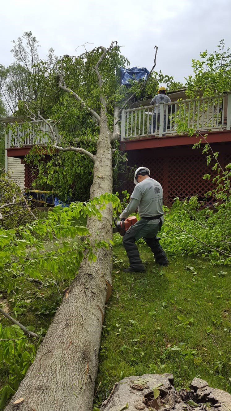 Tree Services | Tree Removal
